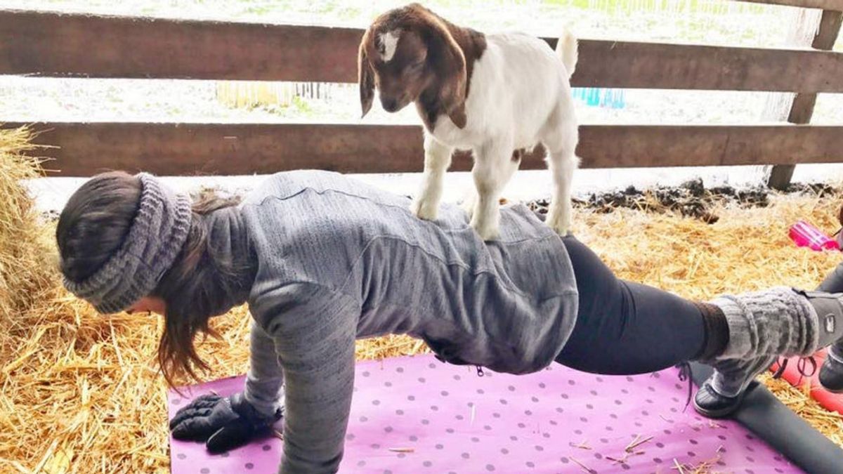 Yoga con cabras, la última tendencia en Estados Unidos