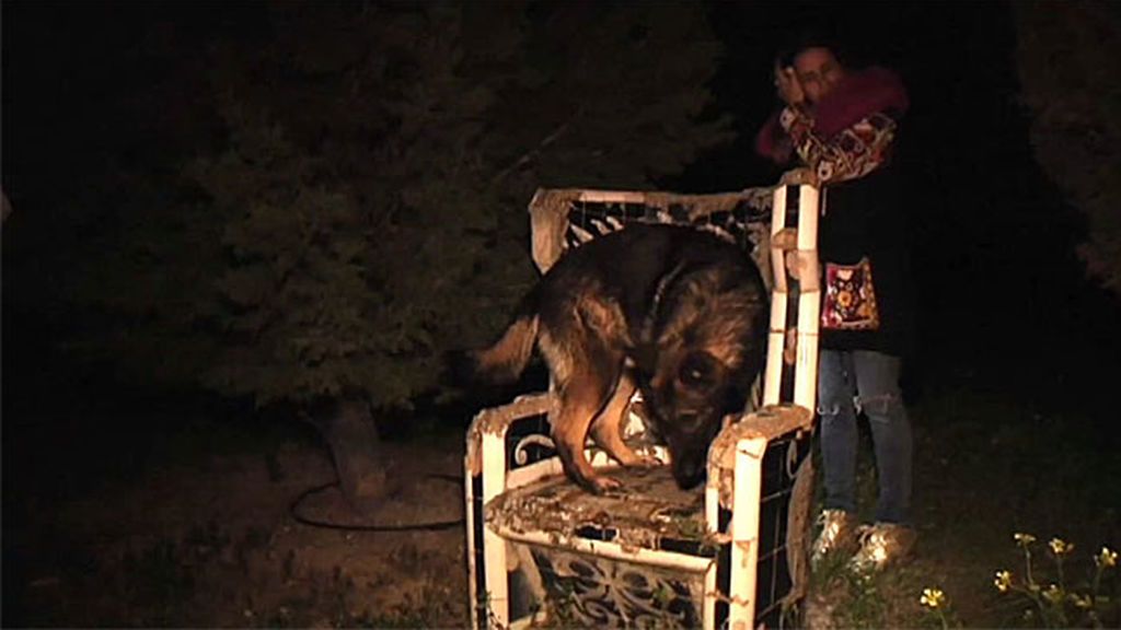 Daf, un perro policía, enloquece en uno de los asientos del círculo ritualista