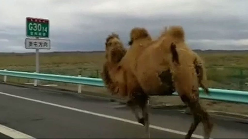 Dos camellos desorientados paralizan el tráfico en una carretera de China