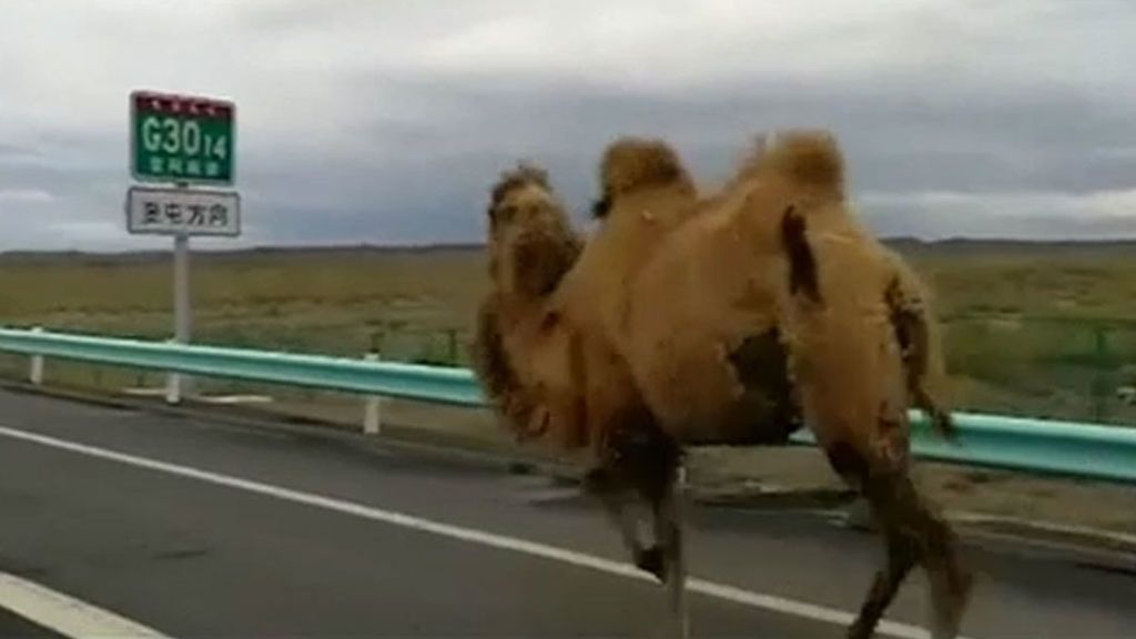 Dos camellos desorientados paralizan el tráfico en una carretera de China