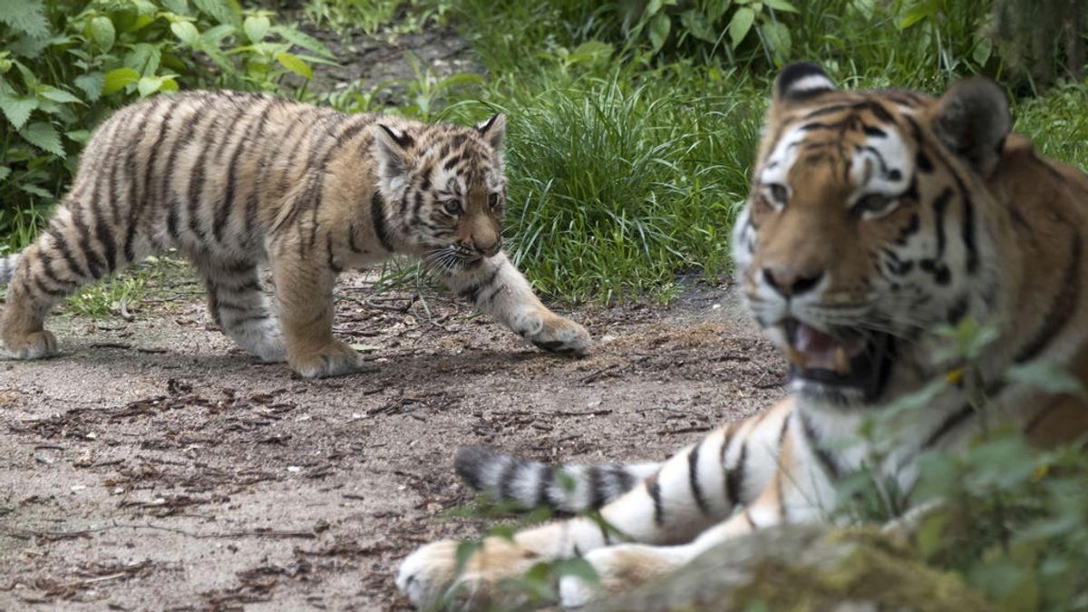 Evacúan un Zoo en Reino Unido por un "incidente grave"