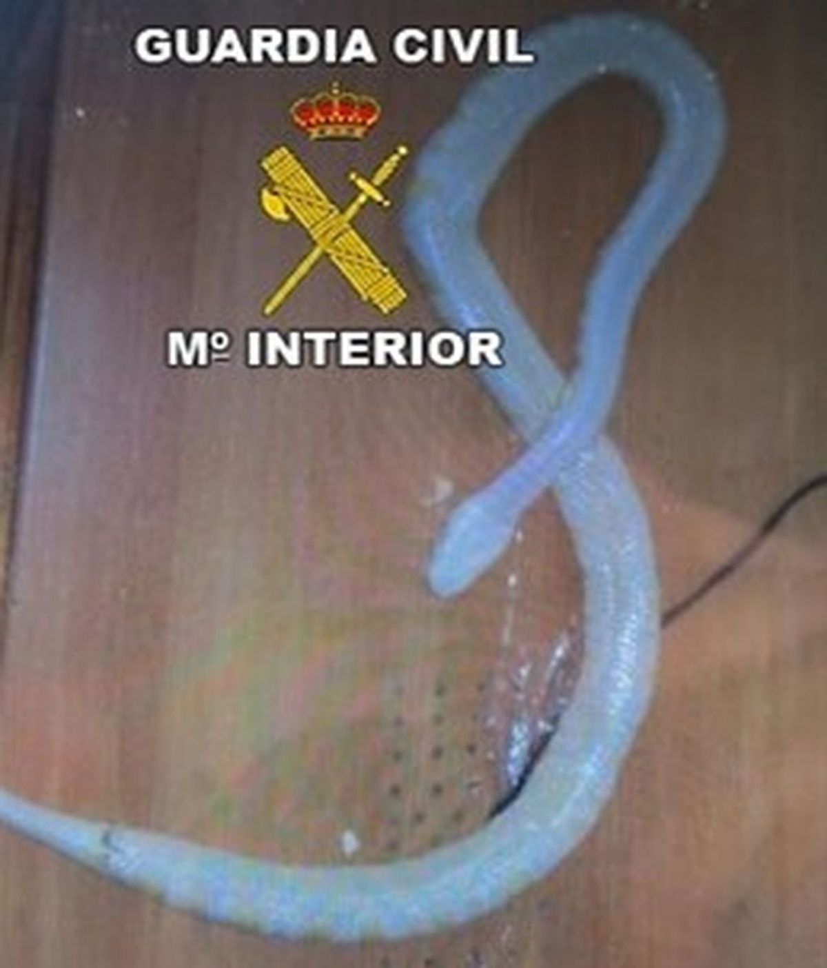 Investigado por vender por internet una serpiente pitón que llegó muerta