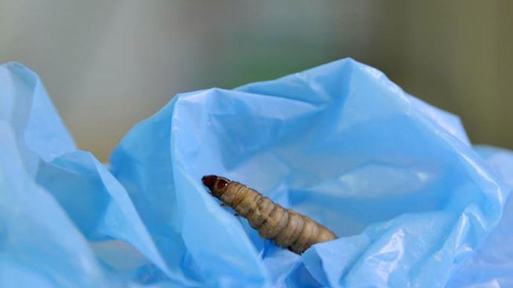 Gusano de cera con una bolsa de plástico