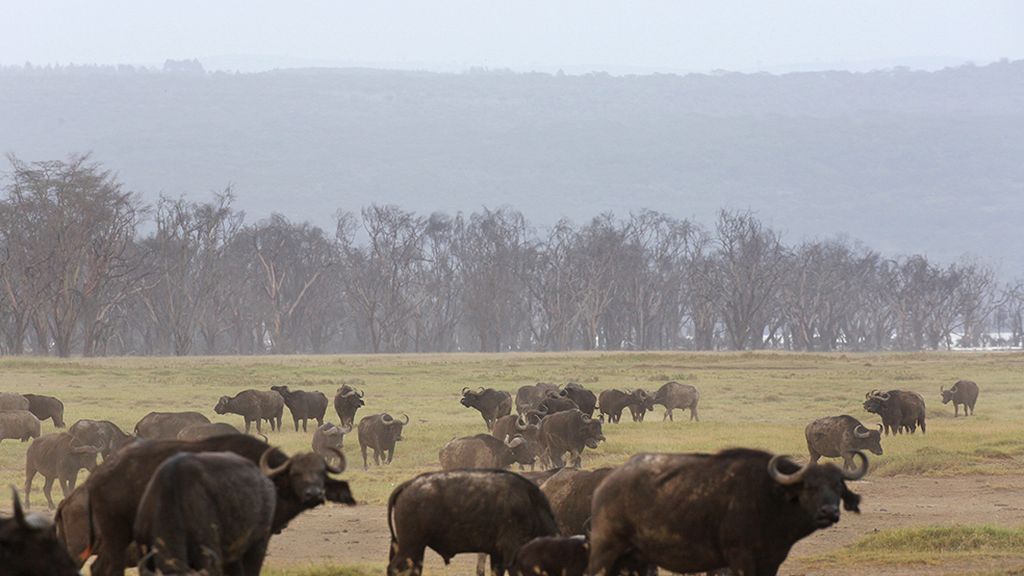 El hogar de grandes animales africanos