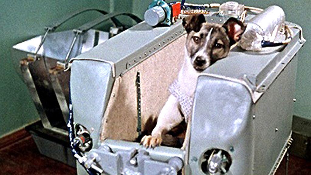 Laika fue el primer ser vivo en orbitar  la Tierra