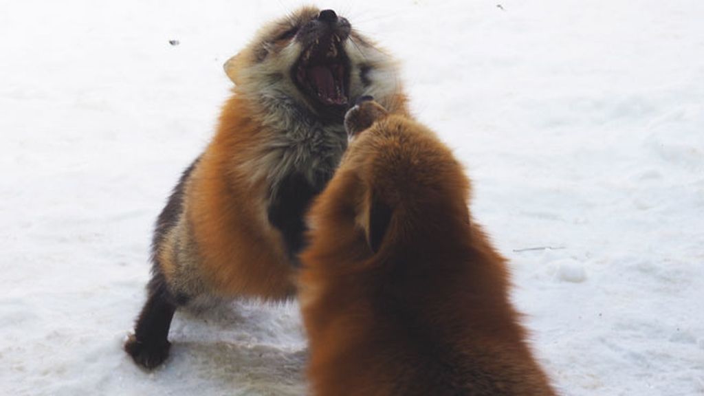 Esta reserva natural acoge más de 100 ejemplares de seis especies diferentes