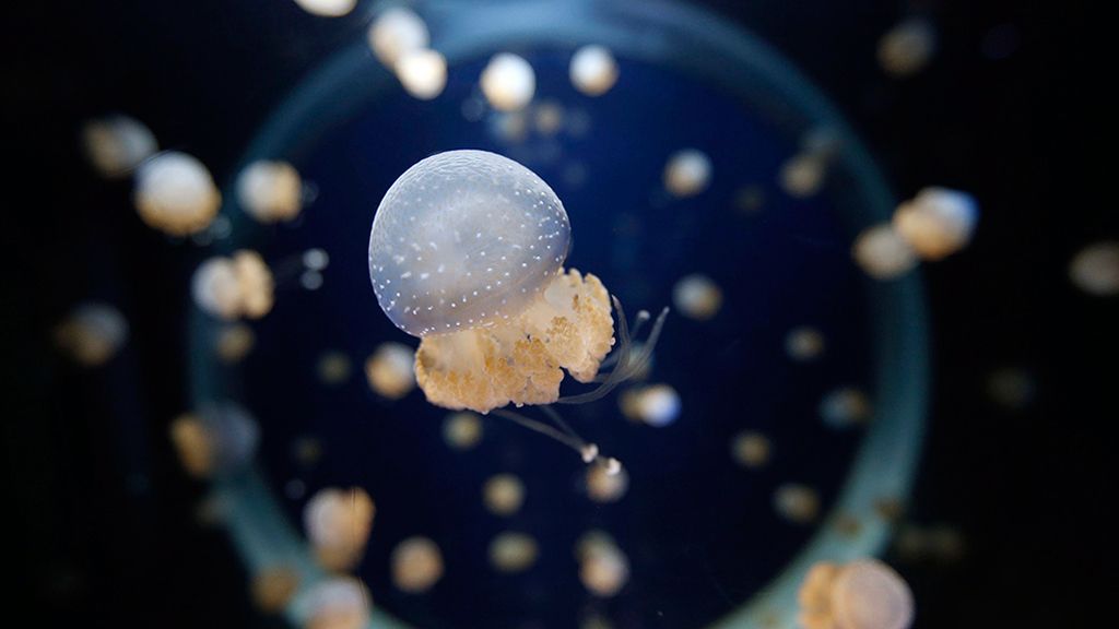 El secreto de las medusas