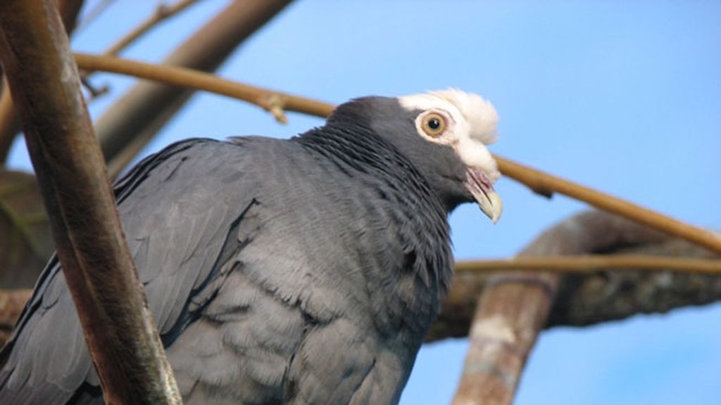 animales honduras