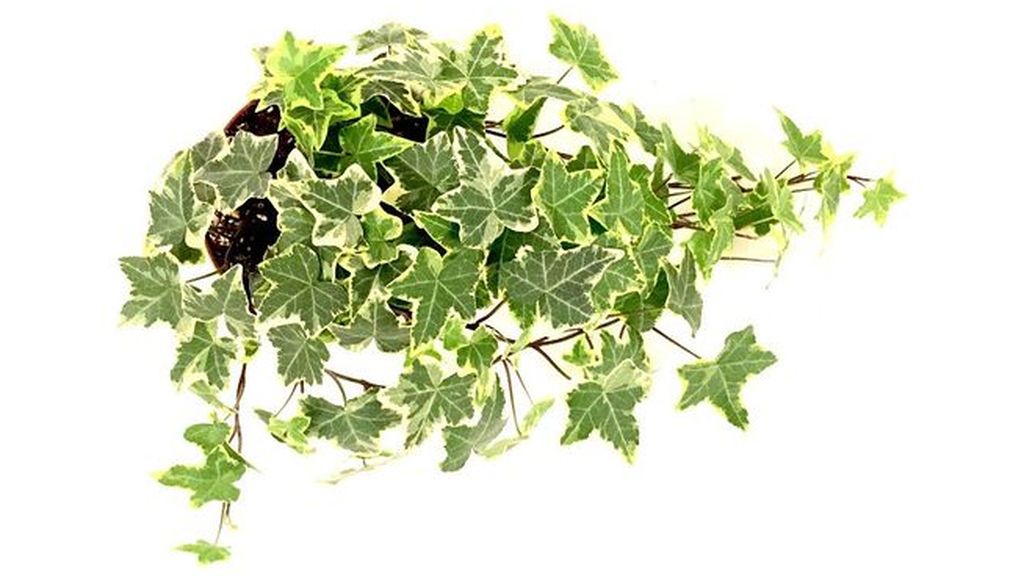 Hedera helix (hiedra común): suprime el moho y el tricloroetileno