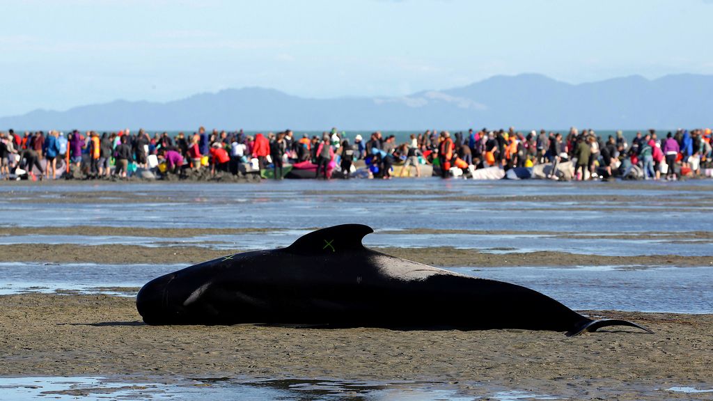 Es el mayor incidente de ballenas varadas que se ha producido este milenio en el país
