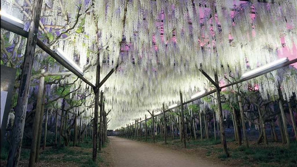 El 'Wisteria Festival' comienza en abril y dura hasta finales de mayo