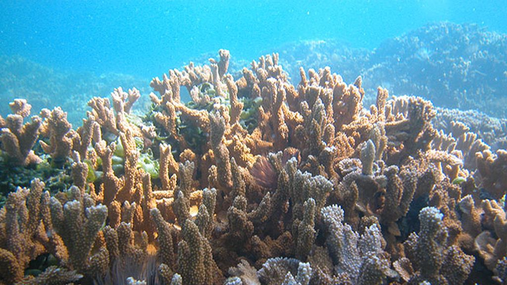 Papahānaumokuākea, la nueva zona protegida en Hawái