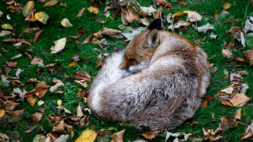 ¡Adiós a la estación de la caída de la hoja!