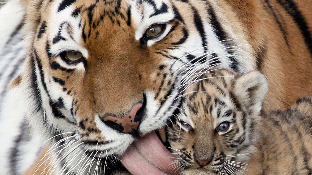 Amor de madre en el mundo animal