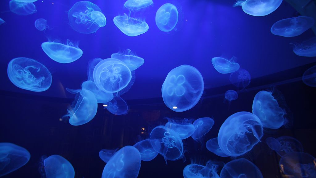 Las medusas, tus más bellas 'enemigas': diez curiosidades de esta especie inmortal