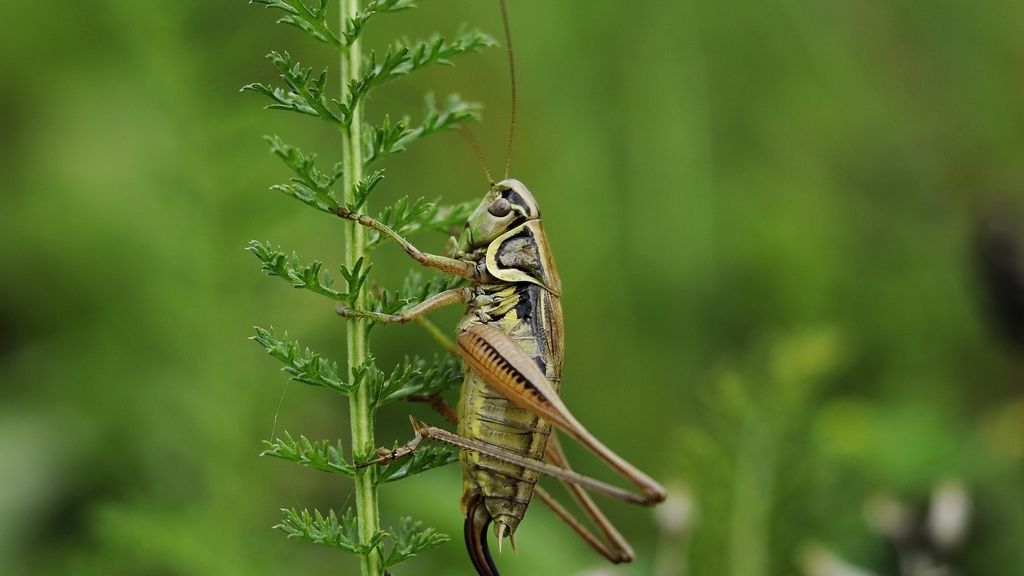 El grillo, el más preciso