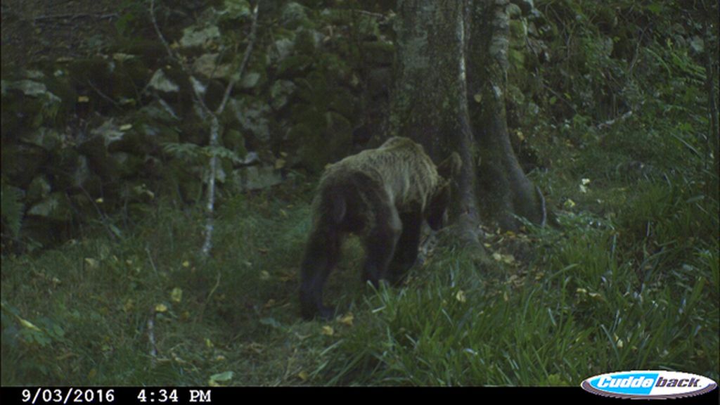Las imágenes de los osos desnutridos de Asturias que han alertado a 'F.A.P.A.S'