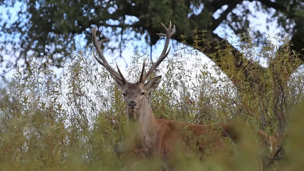 Berrea, frondosos bosques y el Río Tajo: Todo esto en el Parque Nacional de Monfragüe