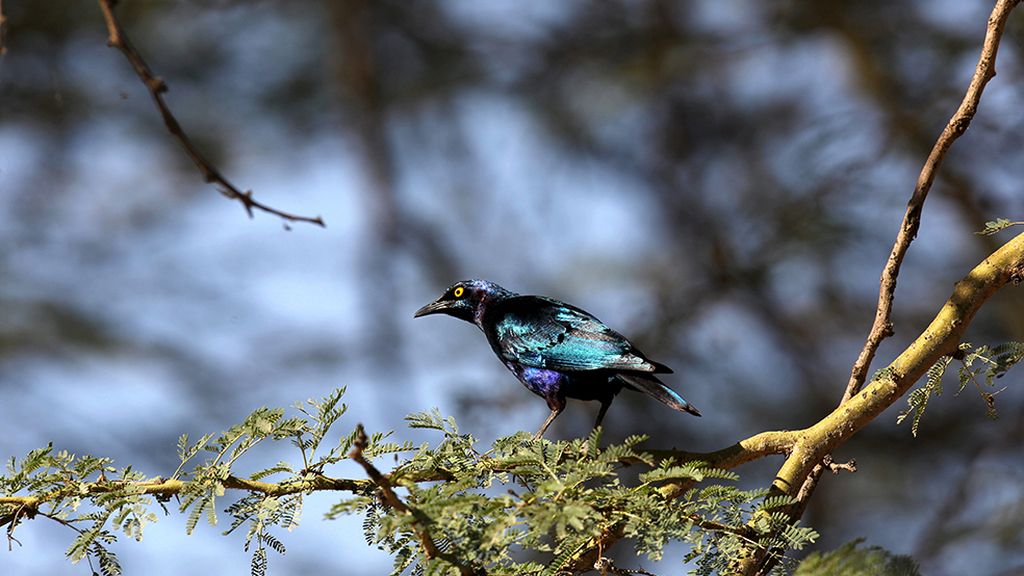 El hogar de grandes animales africanos