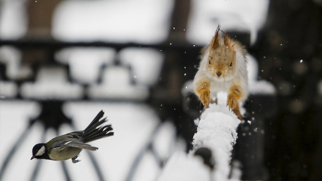 El mundo animal en un marco invernal