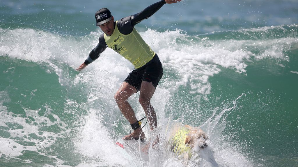 Bono y el resto de canes han competido por ver quién es el rey de las olas