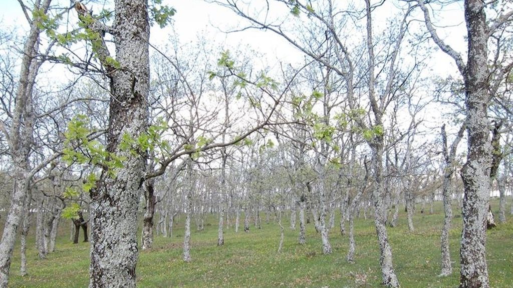 Árboles Árboles