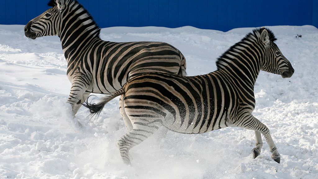 Animales al borde de una tormenta de nieve