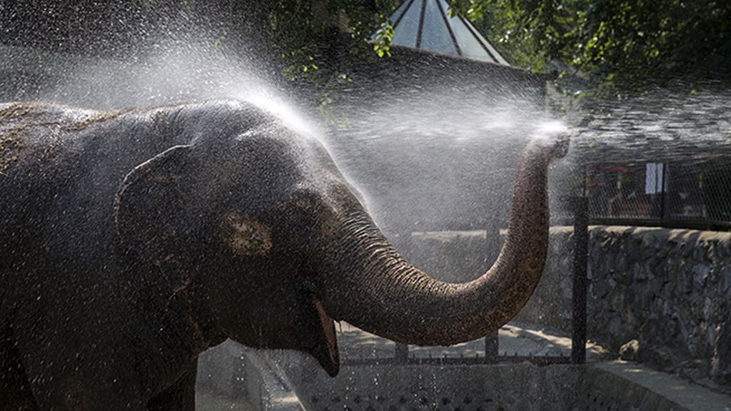 ¡Una ducha, por favor!