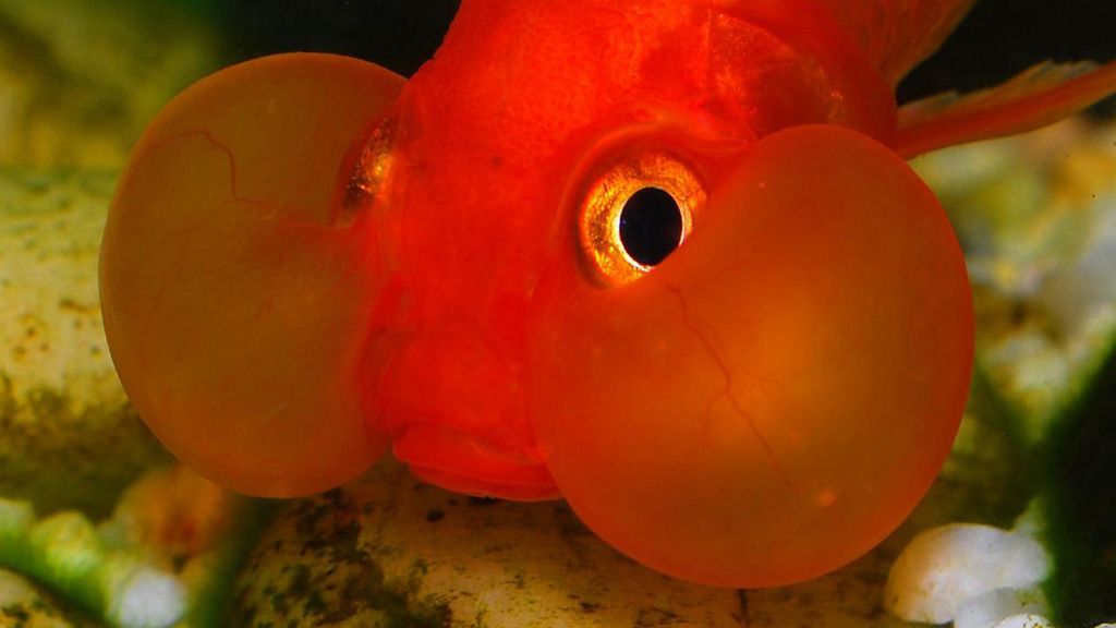 El calamar 'ojos saltones' y otros animales que parecen de peluche ¡pero son reales!
