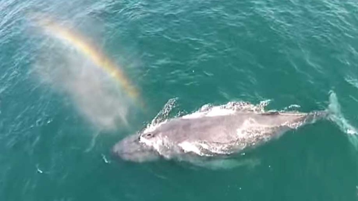 ballena arcoíris