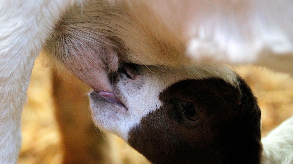 Las mejores imágenes de madres y crías