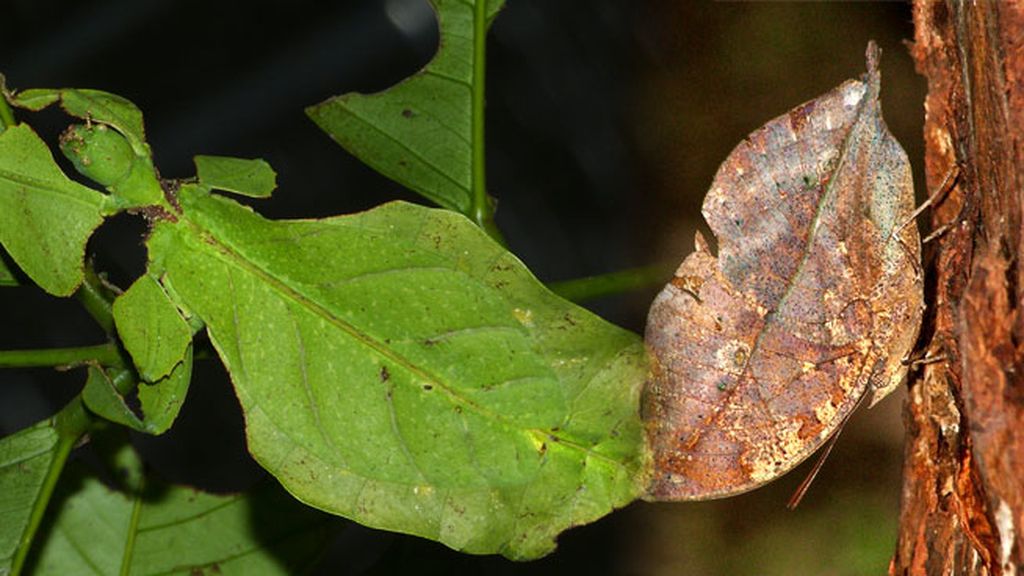 El insecto-hoja: una mascota ni perenne ni caduca