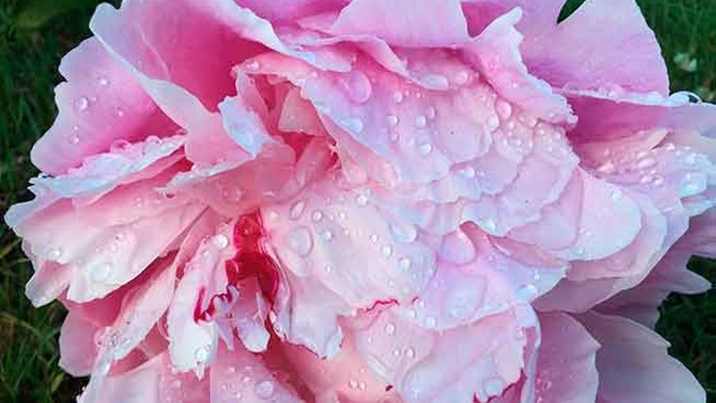 La belleza del rocío