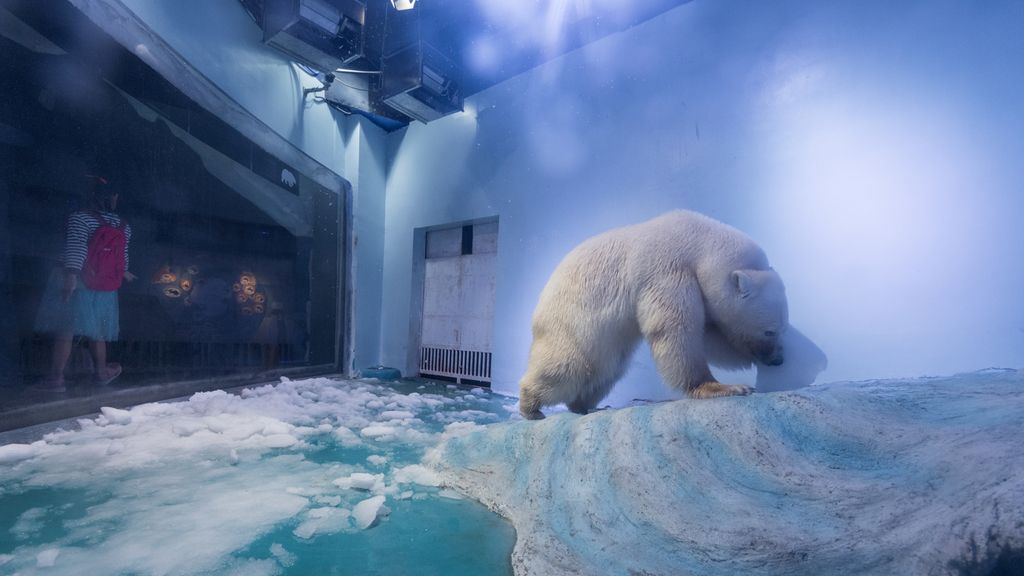 Pizza, el oso polar 'más triste del mundo' que vive en un centro comercial chino y que conmocionó a todos