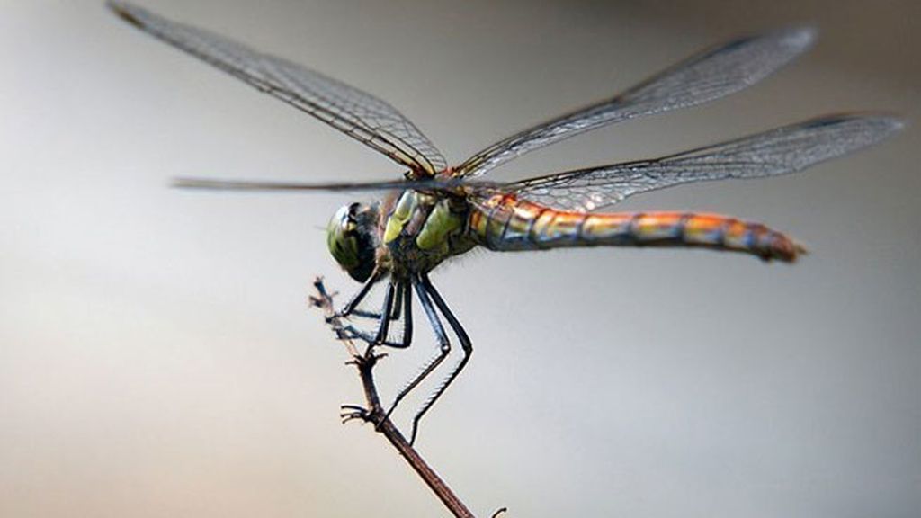La libélula-helicóptero: ¡aterriza como puedas!
