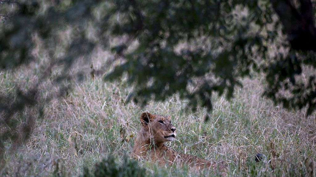 El hogar de grandes animales africanos