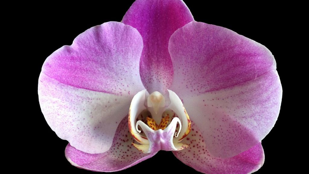 "Me vuelves loco", con la orquídea