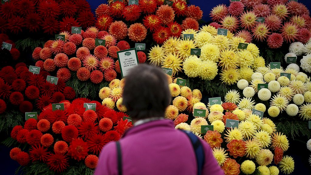 ¡Adiós a la estación de la caída de la hoja!