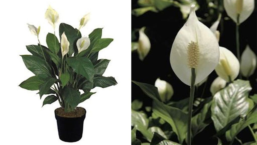 Spathiphyllum: elimina el formaldehído, el tricloroetileno y el benceno