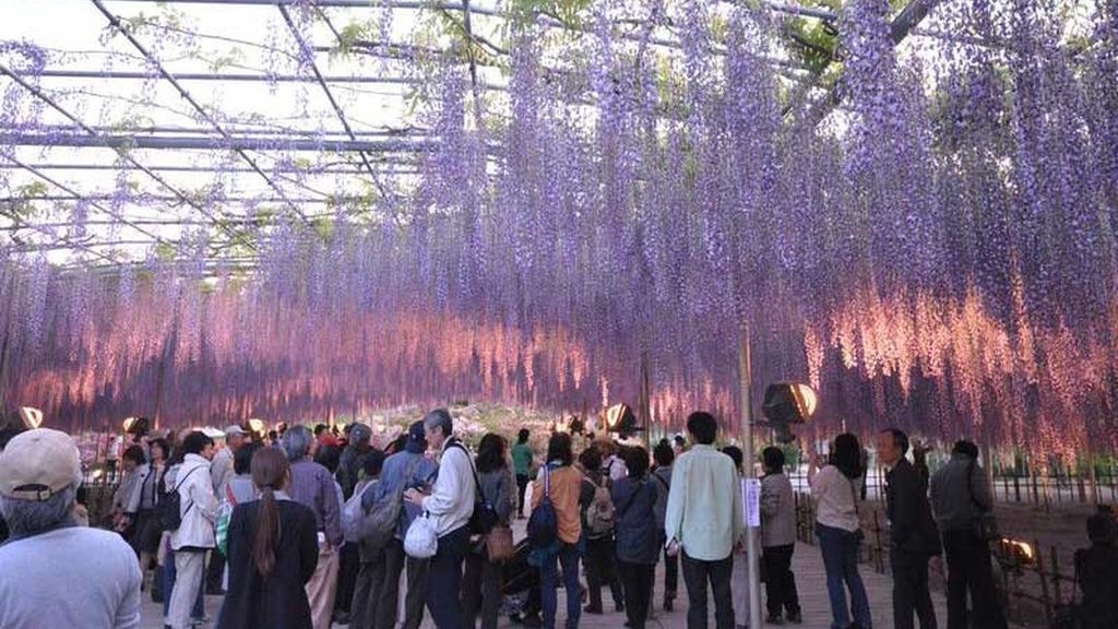 El 'Wisteria Festival' comienza en abril y dura hasta finales de mayo