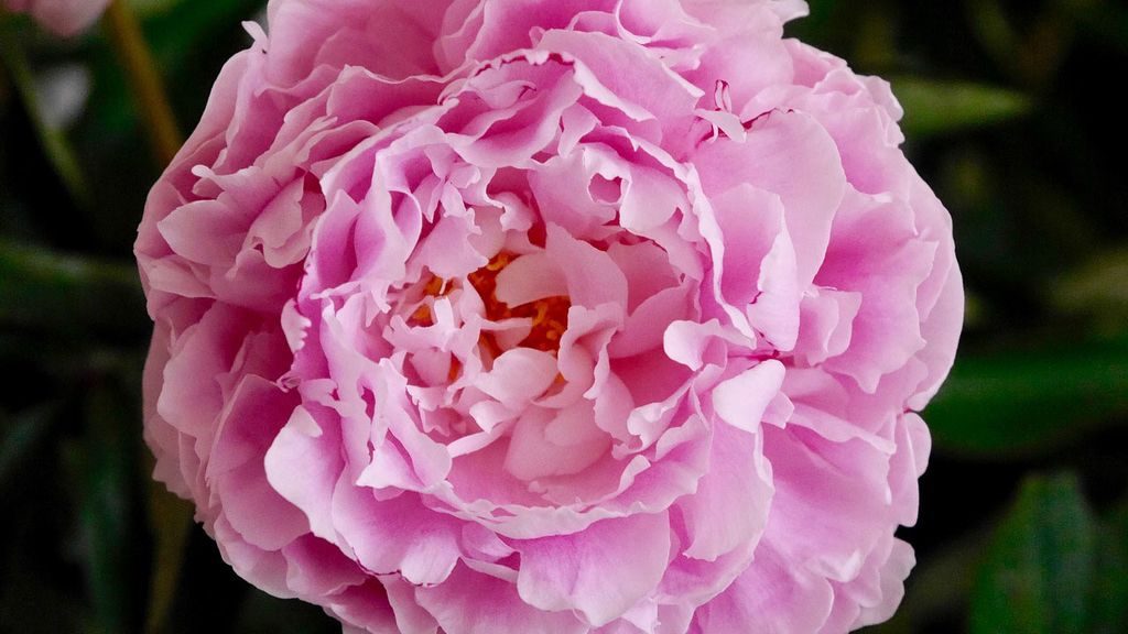 "Me gustas, pero soy demasiado tímido para declararme", con la peonia rosa