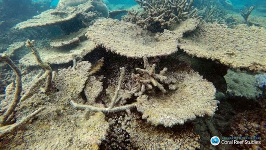 Que reviva la Gran Barrera de Coral australiana
