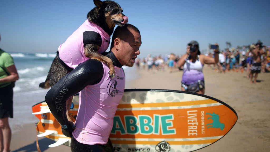 Bono y el resto de canes han competido por ver quién es el rey de las olas