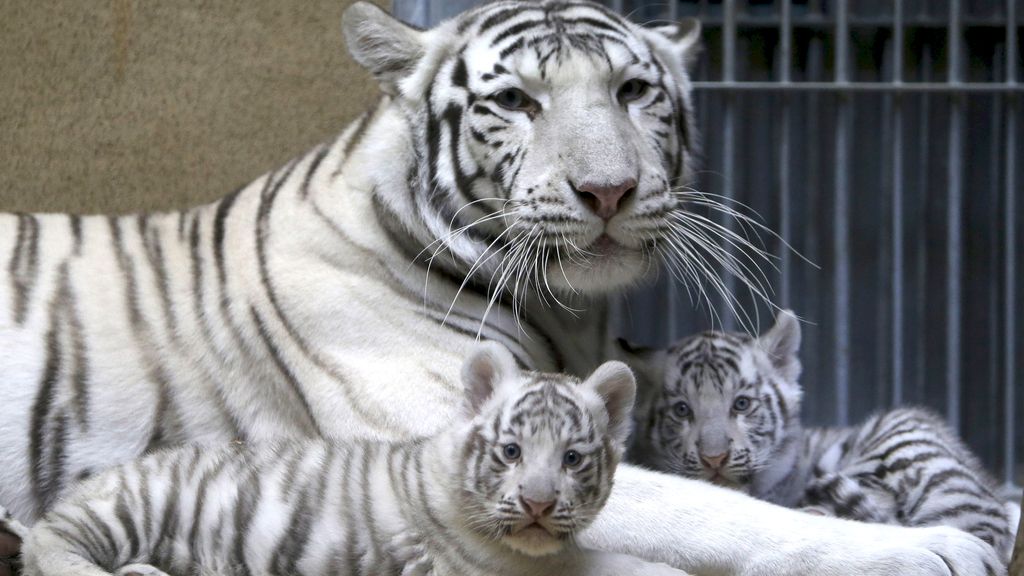 Zoo Zoo