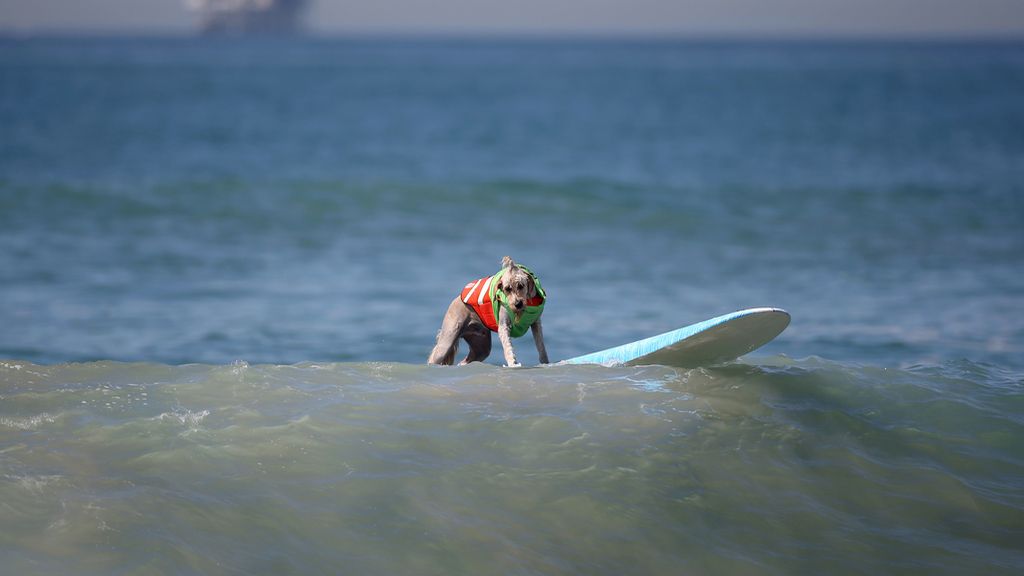 Bono y el resto de canes han competido por ver quién es el rey de las olas
