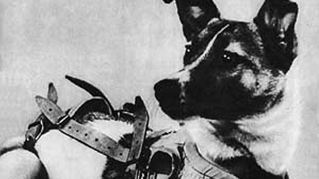 Laika fue el primer ser vivo en orbitar  la Tierra