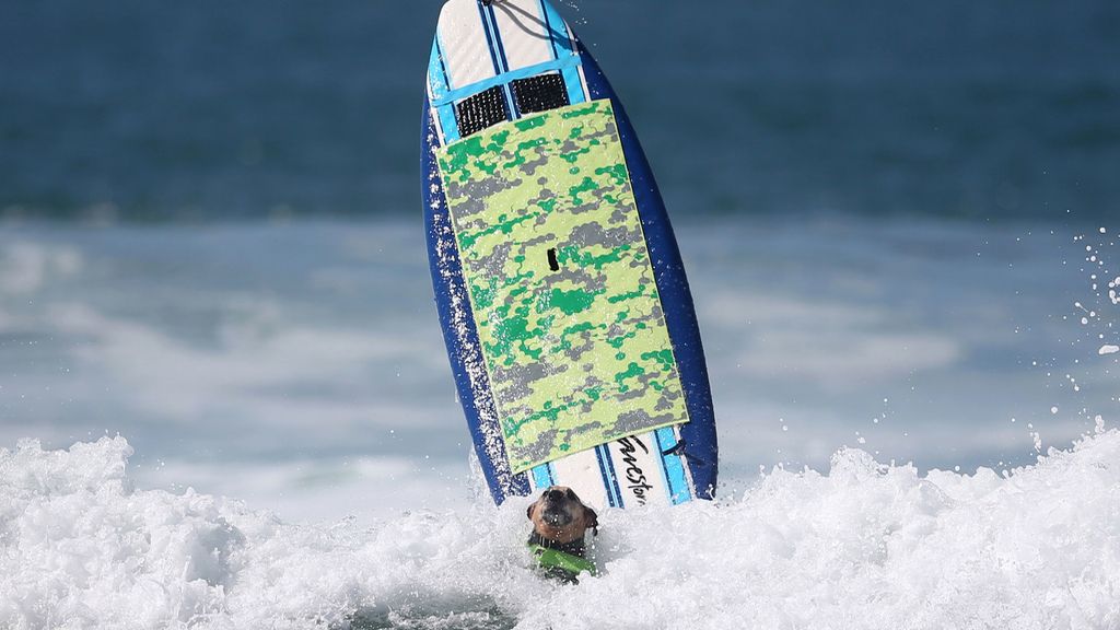 Bono y el resto de canes han competido por ver quién es el rey de las olas