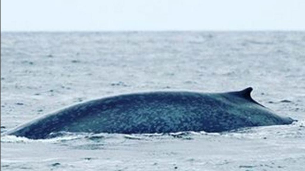 Piden crear una zona protegida, del tamaño del Reino Unido