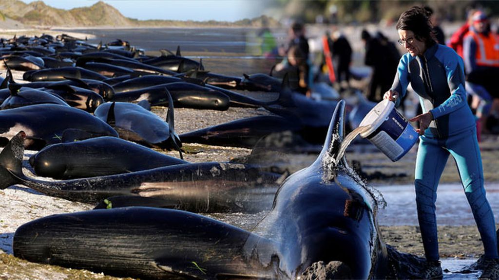 300 ballenas ‘se suicidan’ en Nueva Zelanda... y nadie sabe por qué