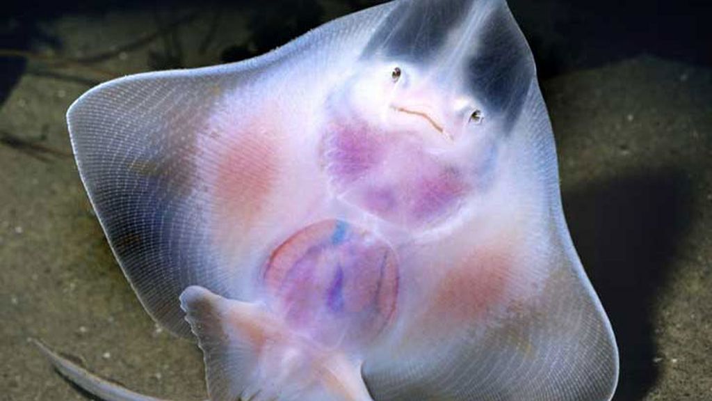 La raya bruja gigante que no deja nada a la imaginación